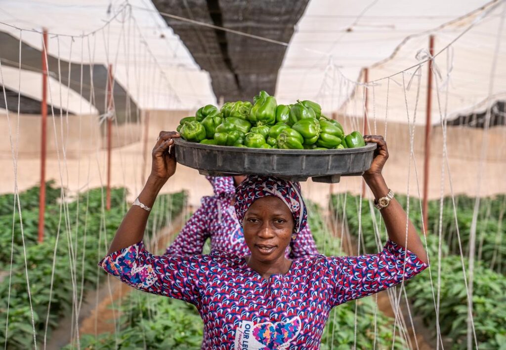 Entrepreneuriat féminin en milieu rural : passer de l’activité à la stabilité