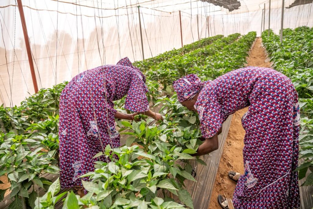 Autonomiser les femmes rurales : une stratégie durable pour transformer les communautés