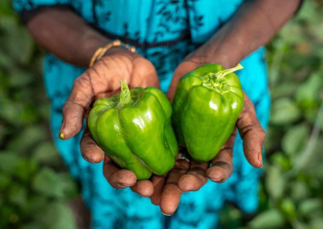 Chaînes de valeur agricoles : créer des débouchés pour sécuriser les revenus